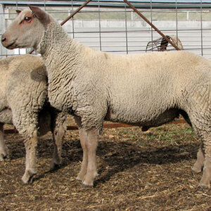 Buy purebred Charollais sheep breeding stock from FieldStone Ovine