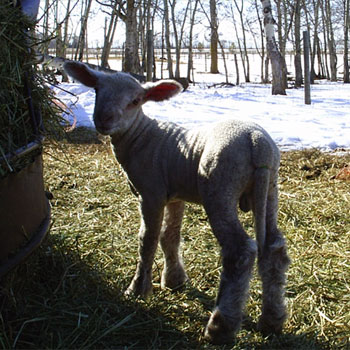 Charollais ewes for sale from FieldStone Ovine make better mothers 