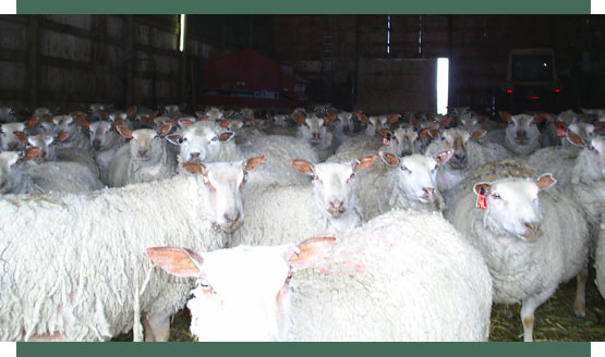 Fieldstone purebred Charollais sheep are ideal for breeding and butchering.