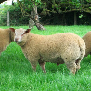 Buy Purebred Charollais sheep from FieldStone Ovine