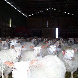Purebred Charollais Sheep Breeders prefer FieldStone Ovine ewes and rams..
