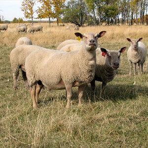 Sheep Buy purebred breeding stock using FieldStone Charollais rams and ewes for a heartier 