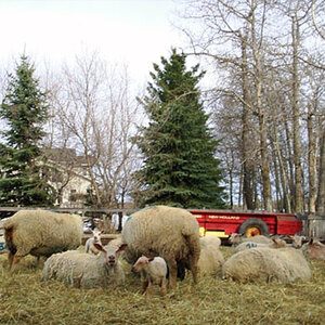 Ewes for sale from FieldStone Ovine in Millet are purebred Charollais