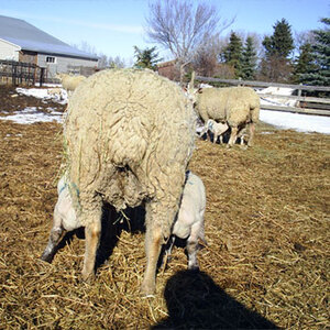 Buy purebred Charollais sheep from FieldStone Ovine for superior breeding and butchering