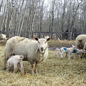 Sheep Breeders, FieldStone Ovine, sell purebred Charollais ramlambs and ewelambs.