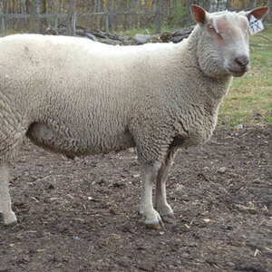 Pure breed Charollais sheep from FieldStone Ovine produce superior meat.