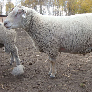 FieldStone Ovine in Millet has purebred sheep for sale