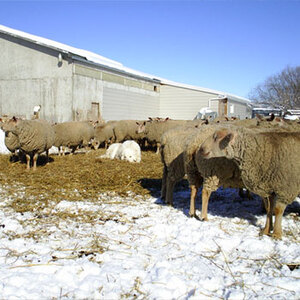 Registered purebred Charollais are for sale from FieldStone Ovine