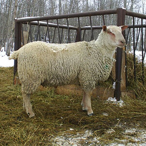 Sheep for sale from FieldStone Ovine in Millet are purebred Charollais