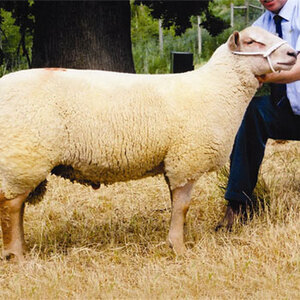 Purebred Fieldstone Charollais sheep are ideal for cross-breeding 