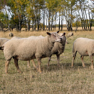 Purebred Charollais ewes and rams from FieldStone Ovine reduce your input costs.