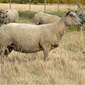 Buy Purebred Charollais rams from FieldStone Ovine 