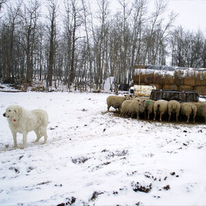 FieldStone Ovine of Millet sells Charollais lambs, rams and ewes.