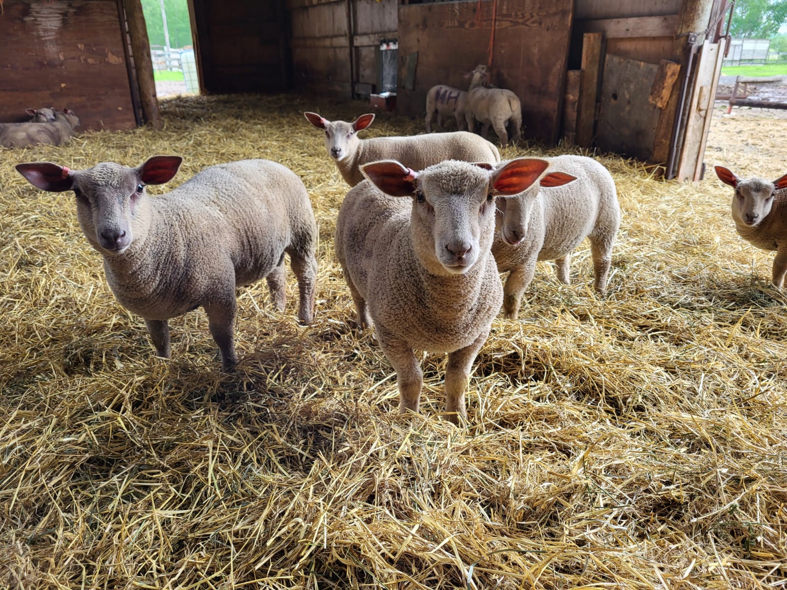 2 Month Old Lambs