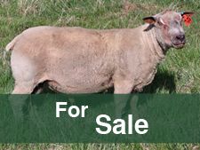 FieldStone Ovine