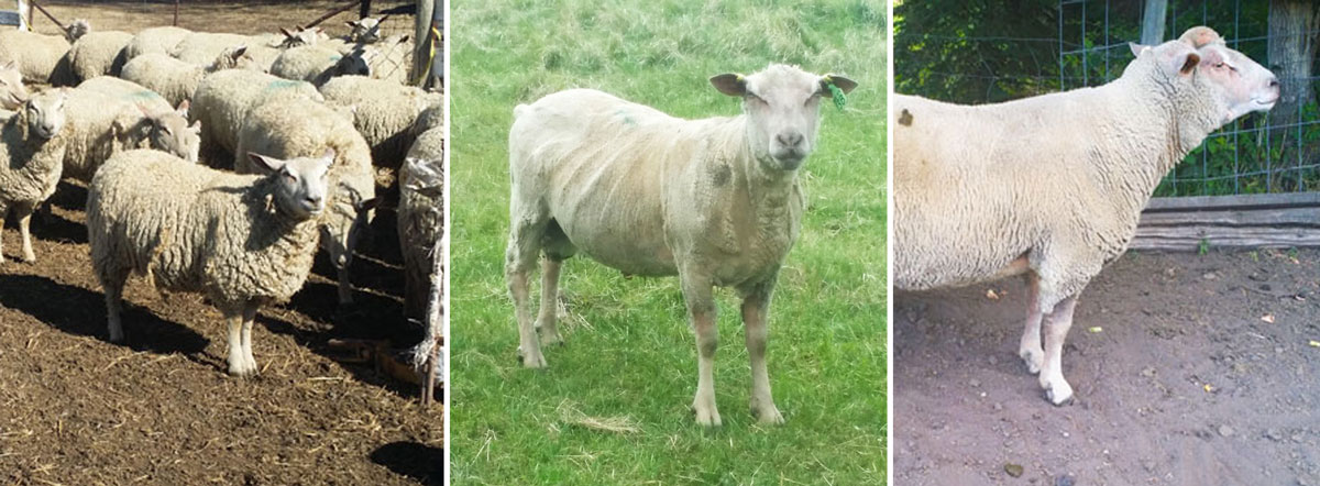 Fieldstone Ovine Charollais sheep can make your existing herd calmer and easier to handle