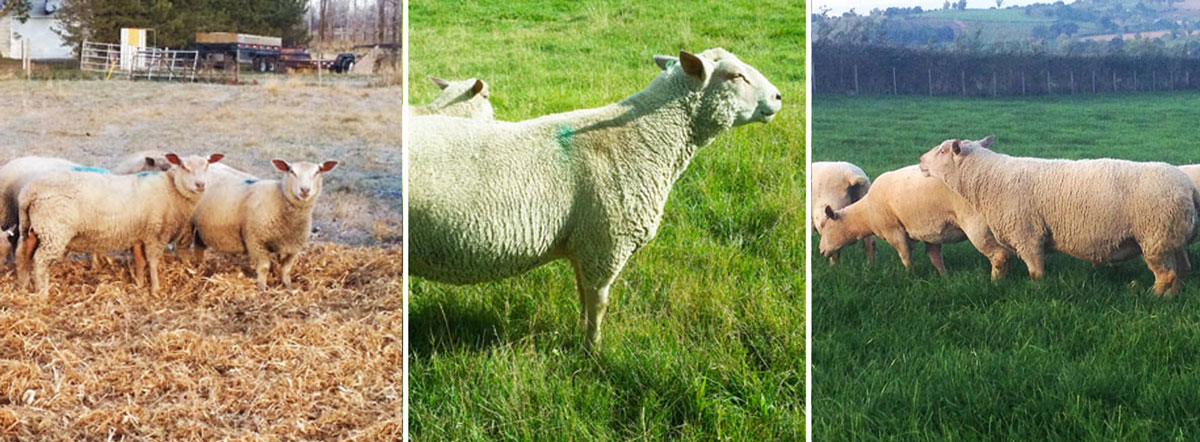 Fieldstone Ovine's purebred Charollais sheep are easier to raise and mean maximum profit at market.